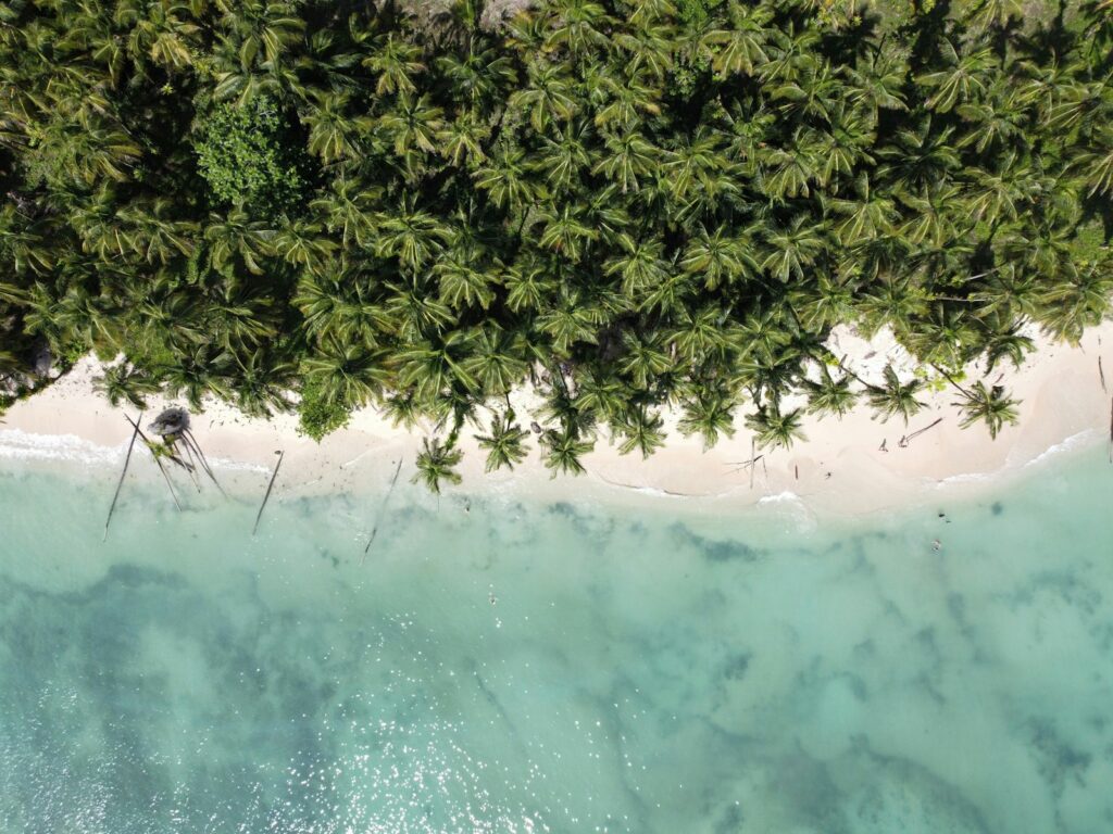 green tree on white sand beach